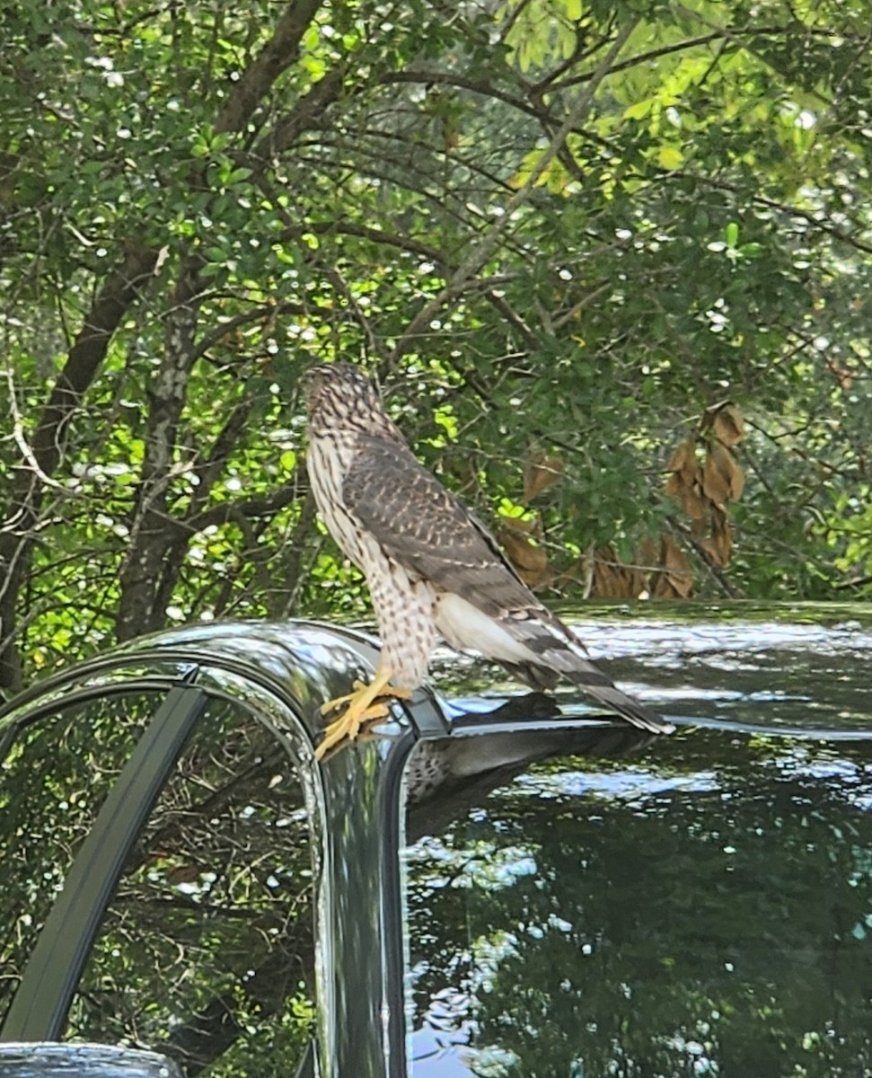 Cooper's Hawk - ML621992988