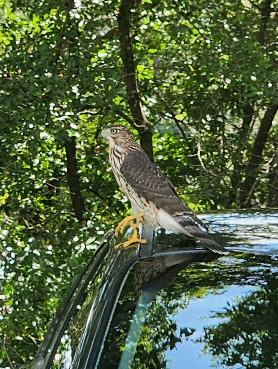 Cooper's Hawk - ML621992989