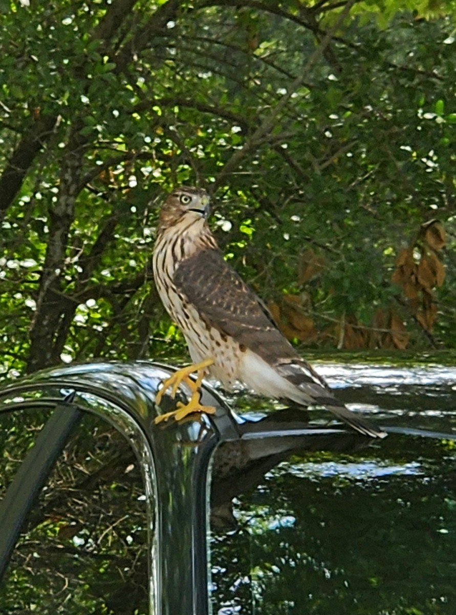 Cooper's Hawk - ML621992991