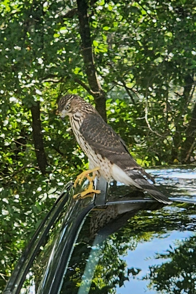 Cooper's Hawk - ML621992992