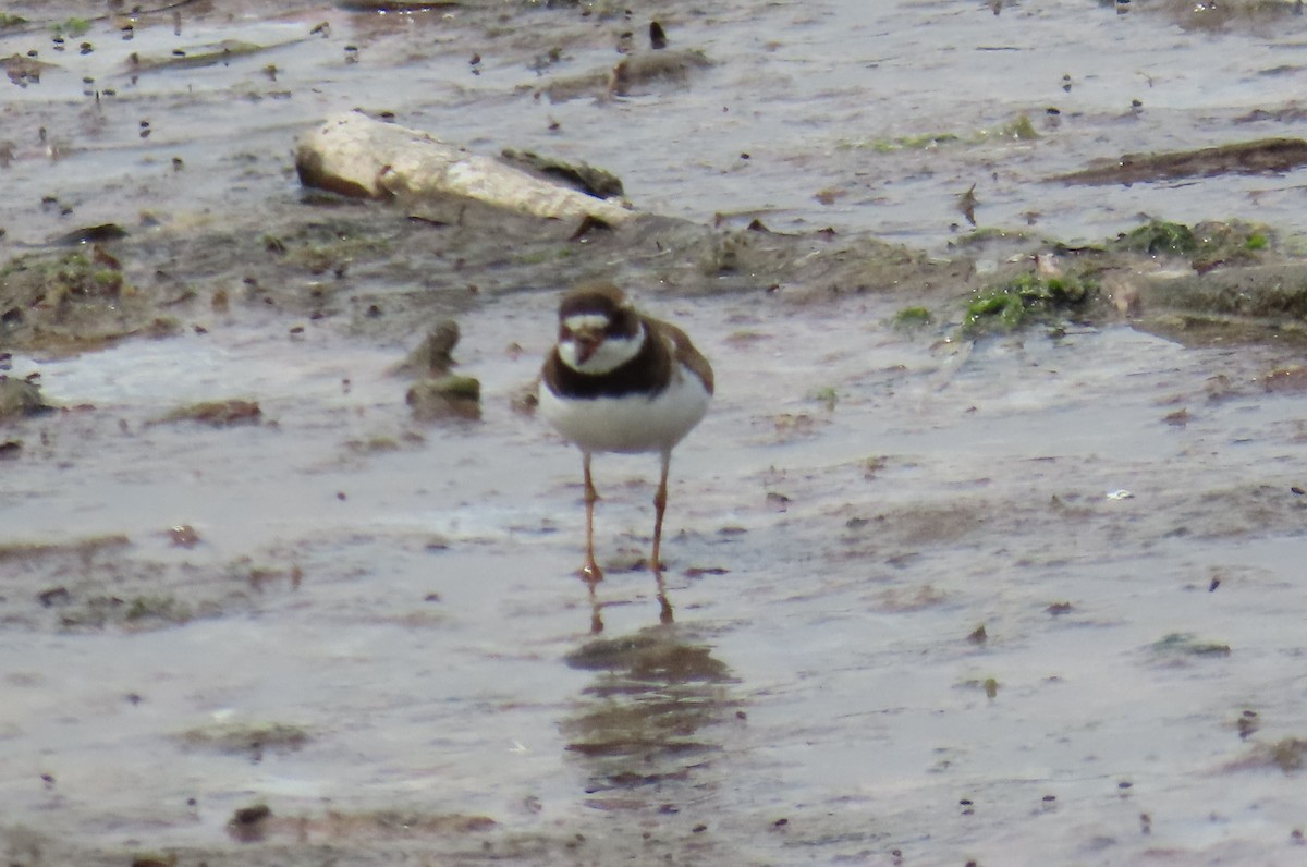 Txirritxo handia - ML621993027