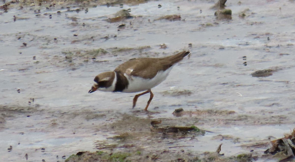 Txirritxo handia - ML621993069