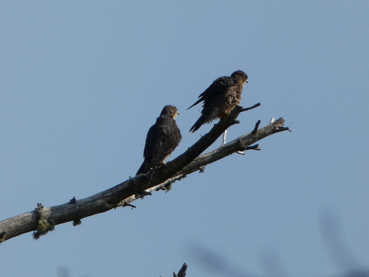 Merlin - ML621993070