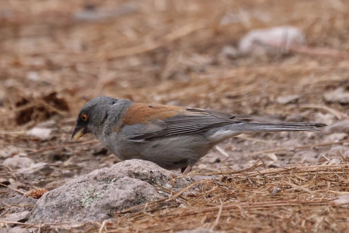 Yellow-eyed Junco - ML621993094