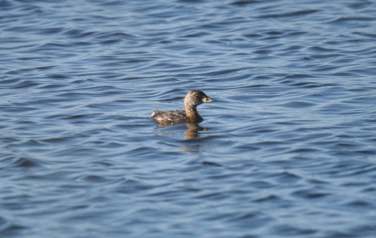 Pied-billed Grebe - ML621993127