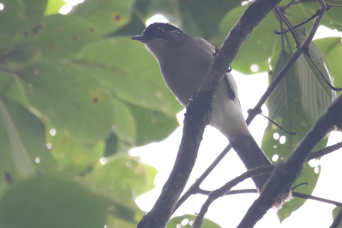 Black-headed Sibia (Lang Bian) - ML621993143