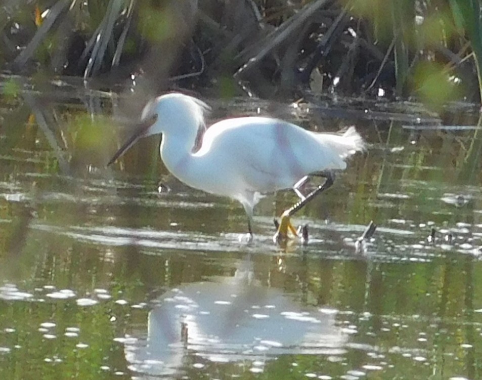 Snowy Egret - Larry Bennett