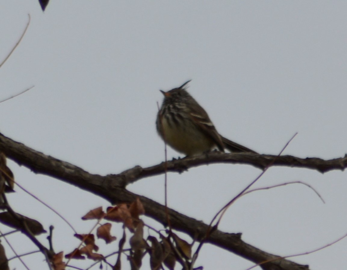 Yellow-billed Tit-Tyrant - ML621993148