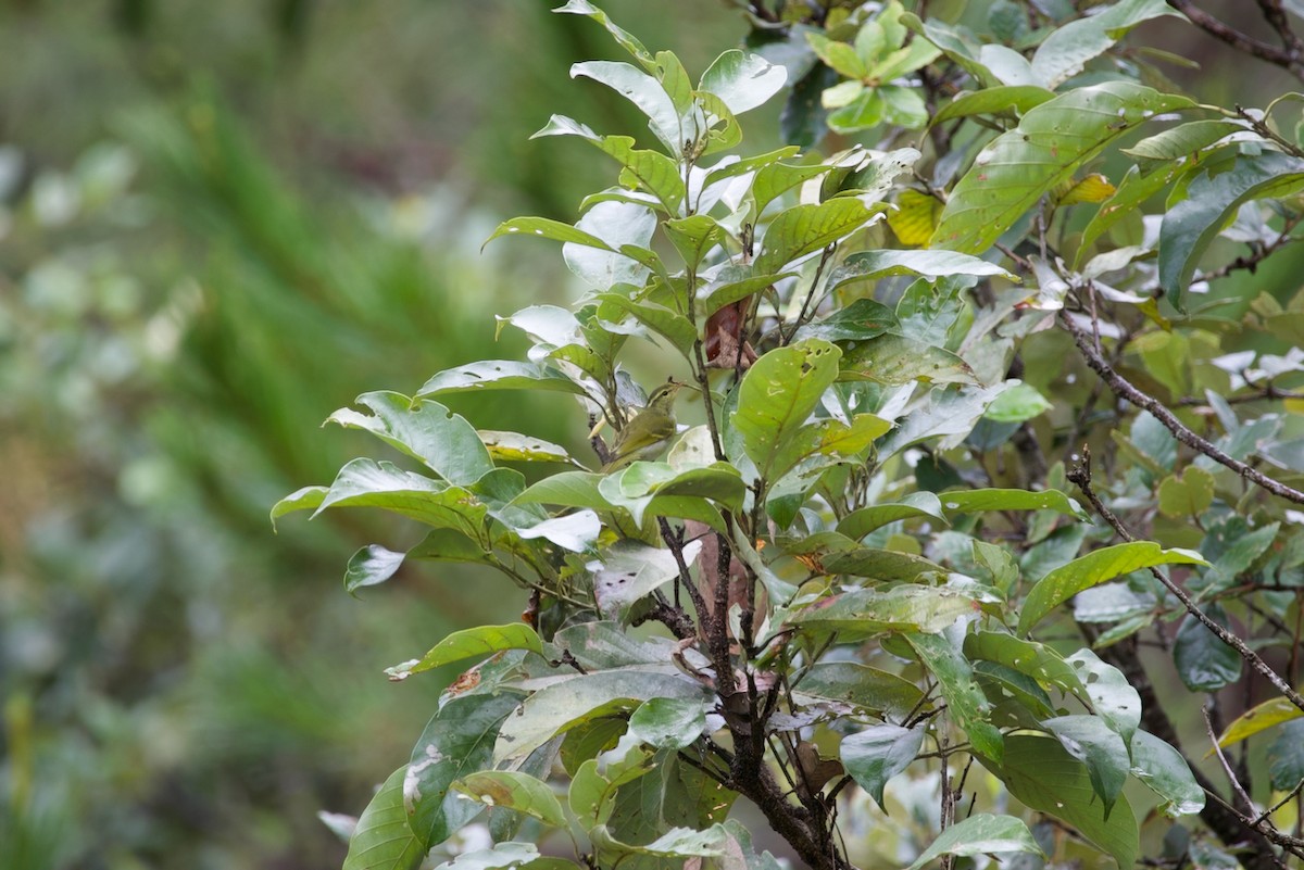 Blyth's Leaf Warbler - ML621993165