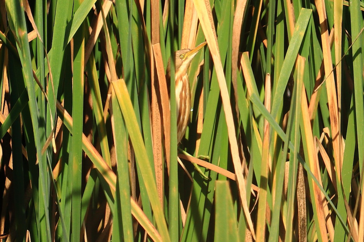 Stripe-backed Bittern - ML621993182