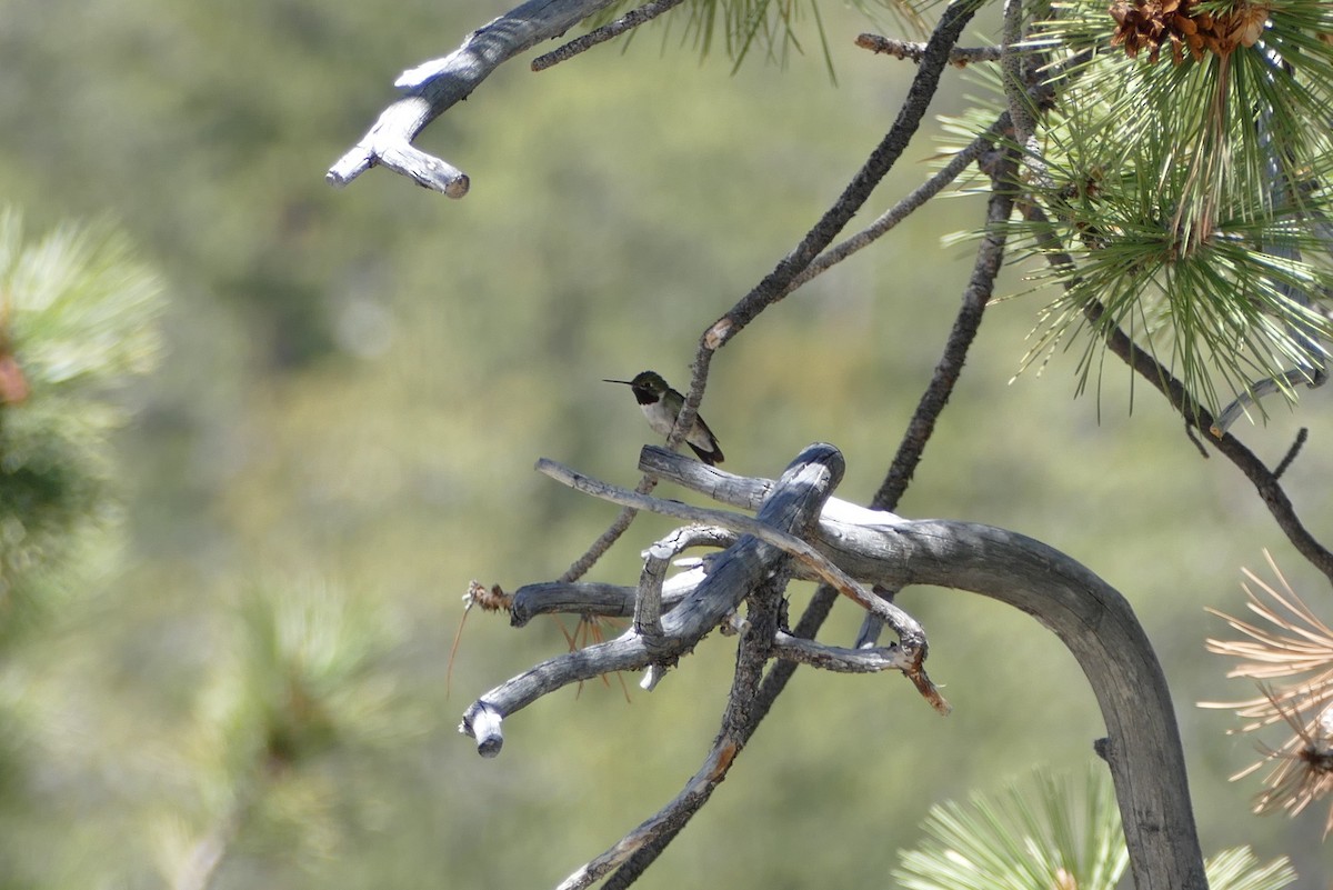 Colibrí Coliancho - ML621993271