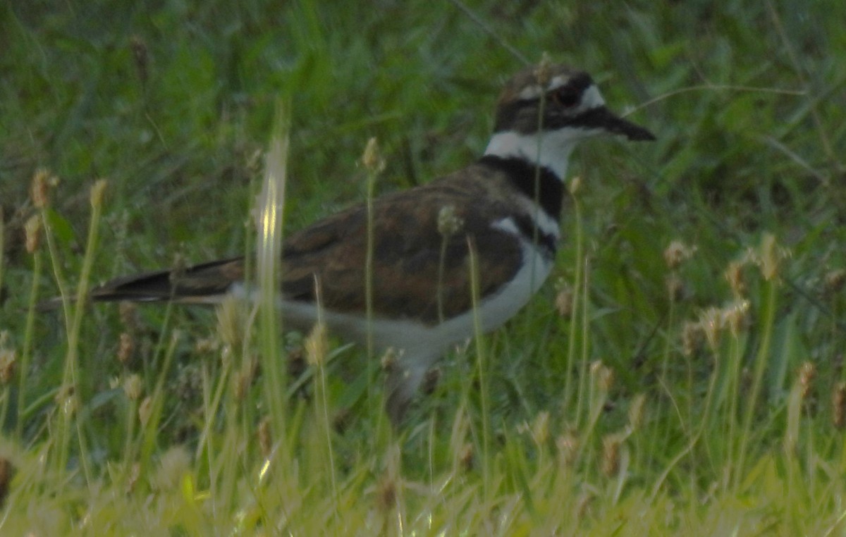 Killdeer - ML621993311