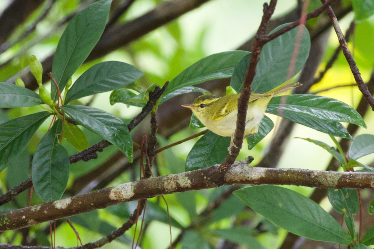 Blyth's Leaf Warbler - ML621993312