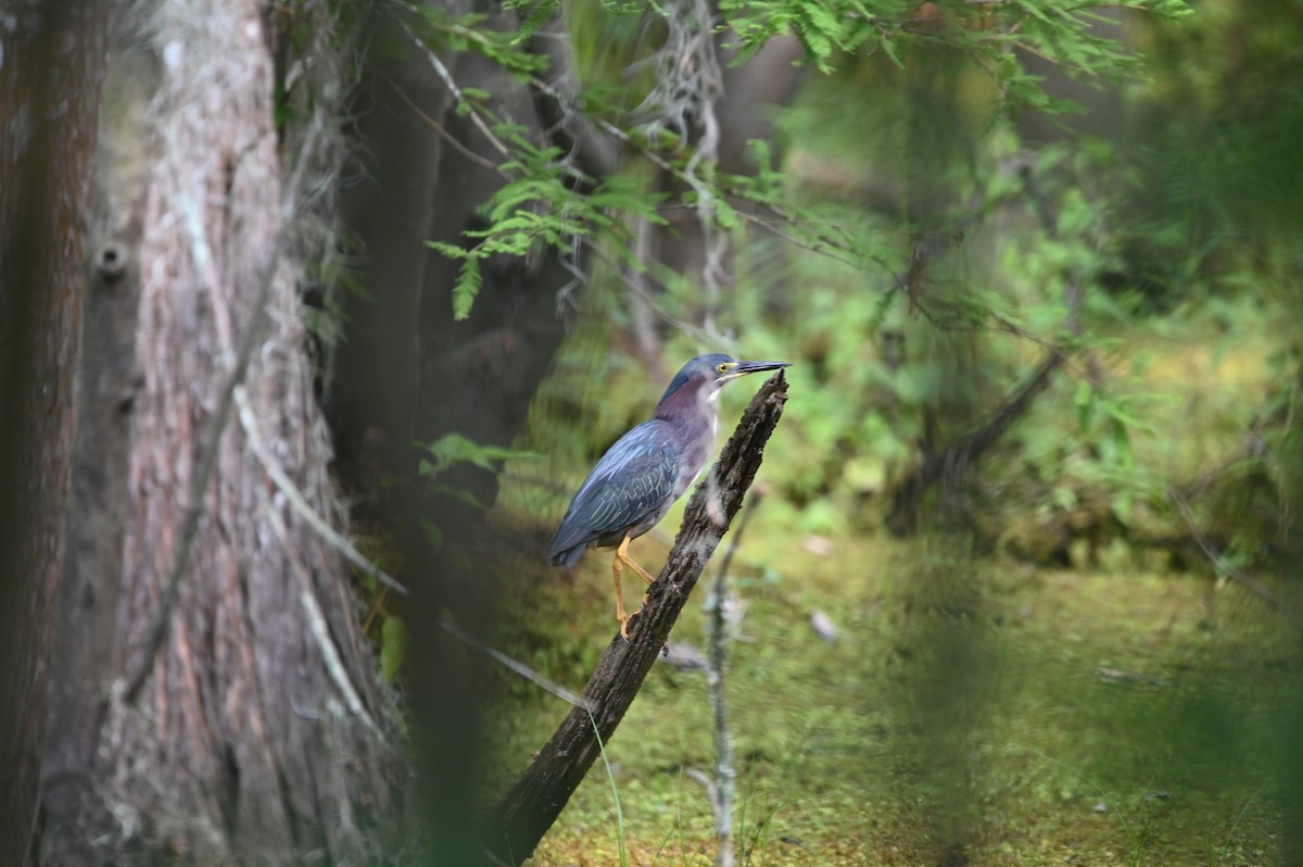 Green Heron - Jody Shugart