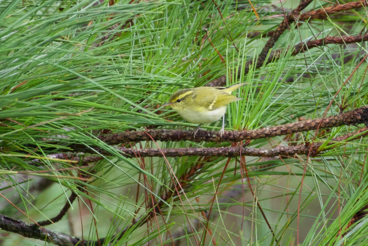 Blyth's Leaf Warbler - ML621993320