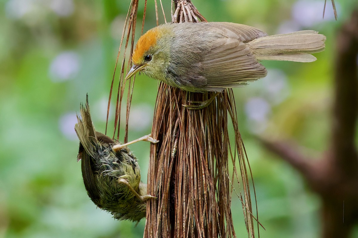 Rufous-capped Babbler - ML621993335