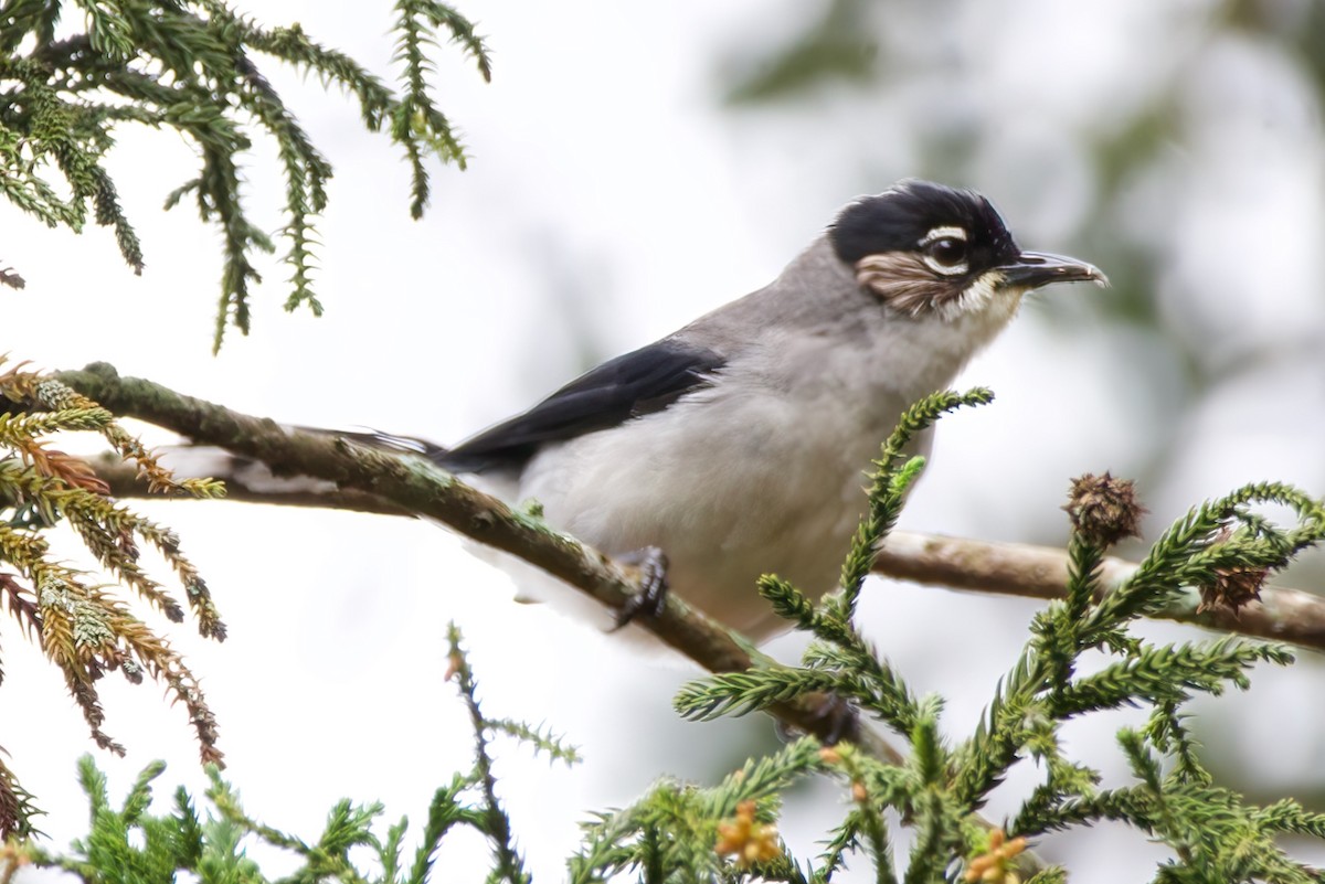 Black-headed Sibia - ML621993485