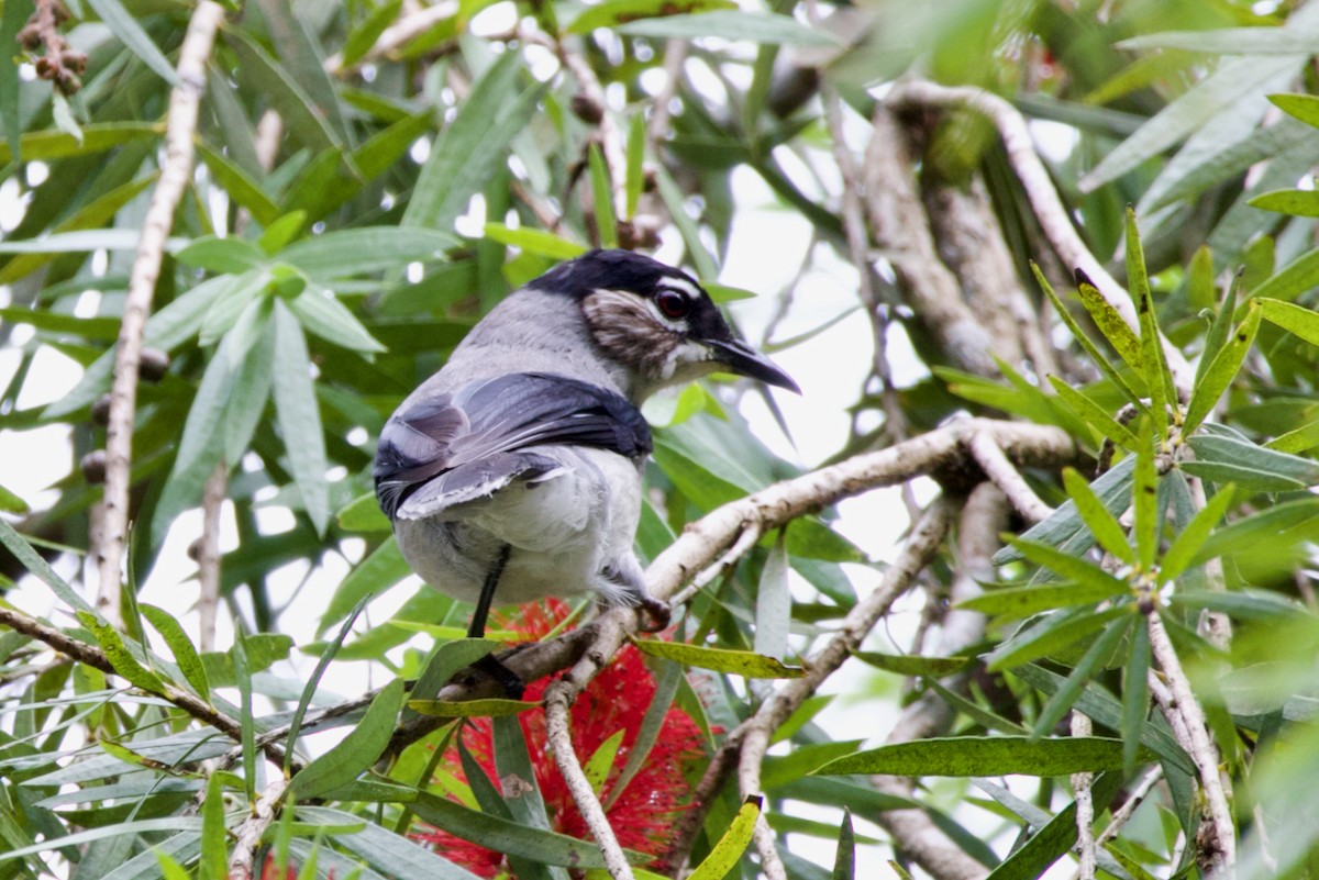 Black-headed Sibia - ML621993486