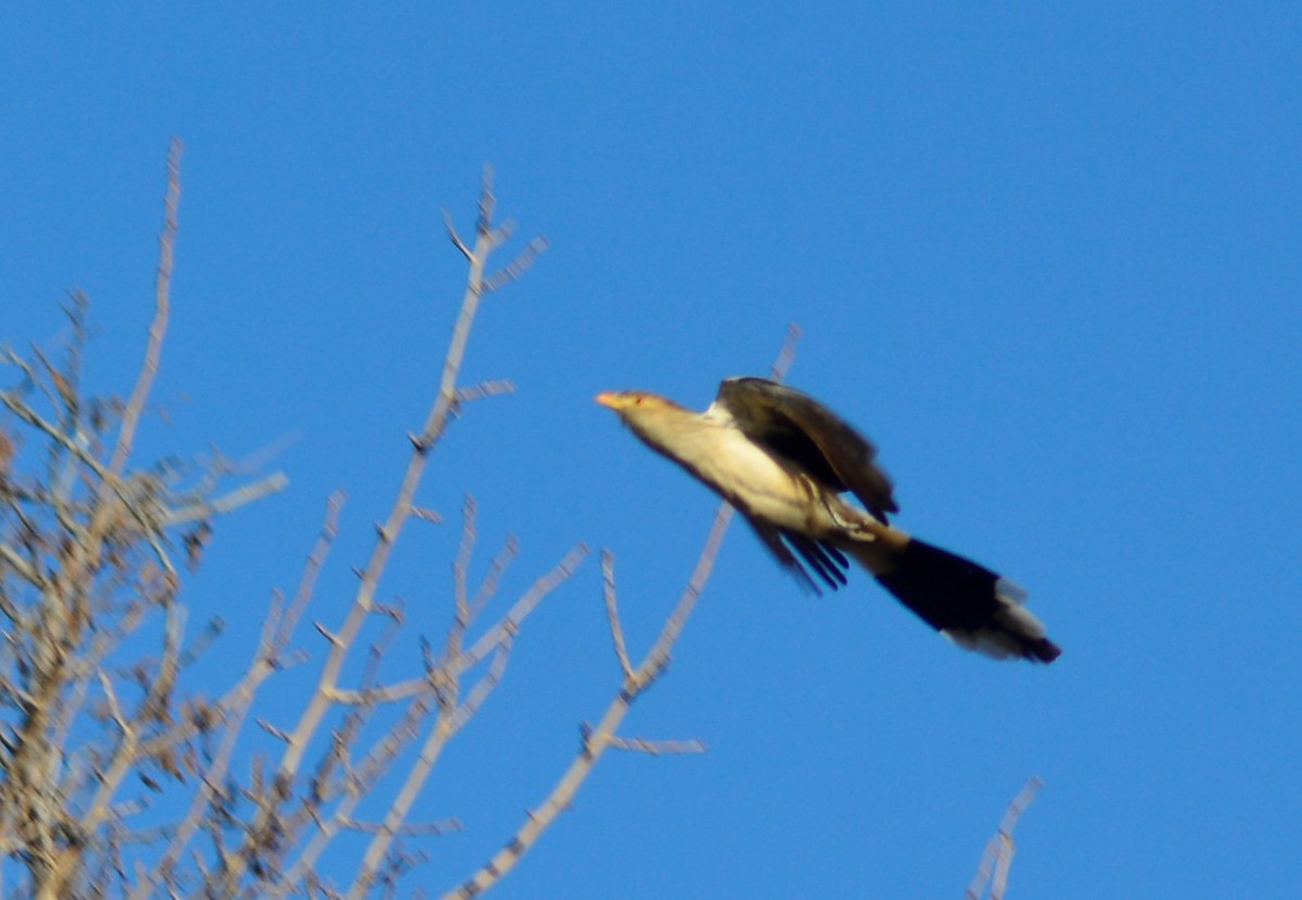 Guira Cuckoo - ML621993499