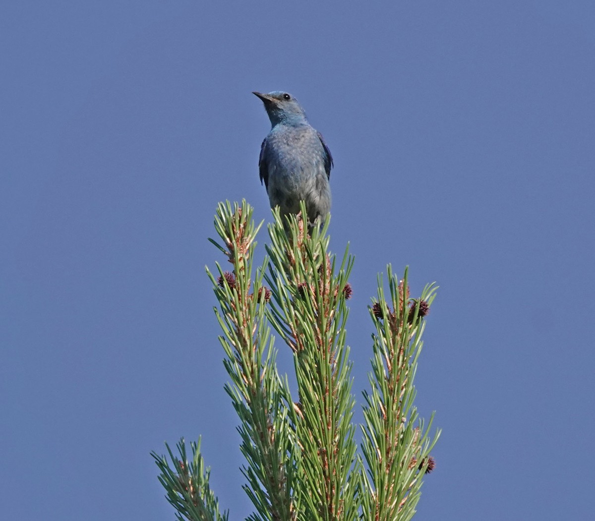 Mountain Bluebird - ML621993505