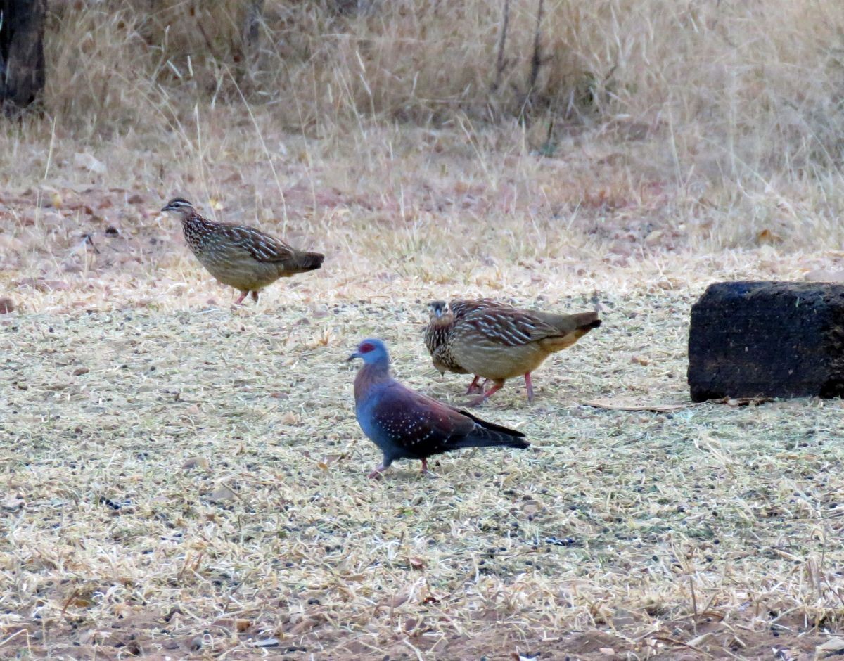 Crested Francolin - ML62199351