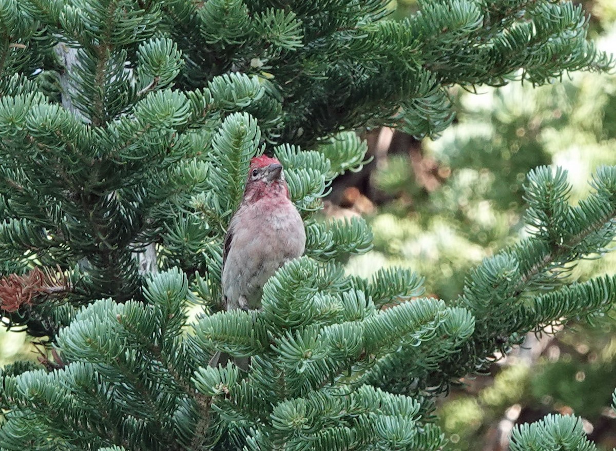 Cassin's Finch - ML621993518