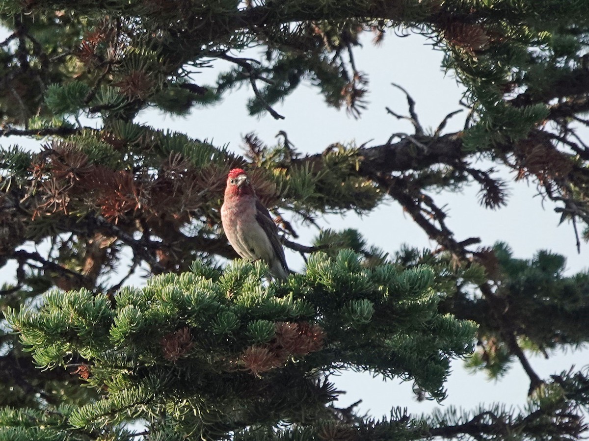 Cassin's Finch - ML621993519