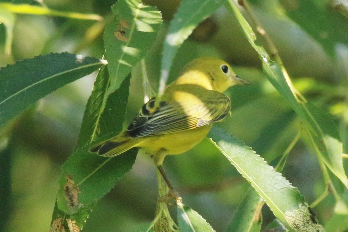 Paruline jaune - ML621993520