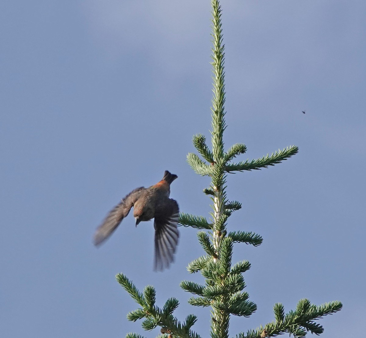 Cassia Crossbill - ML621993528