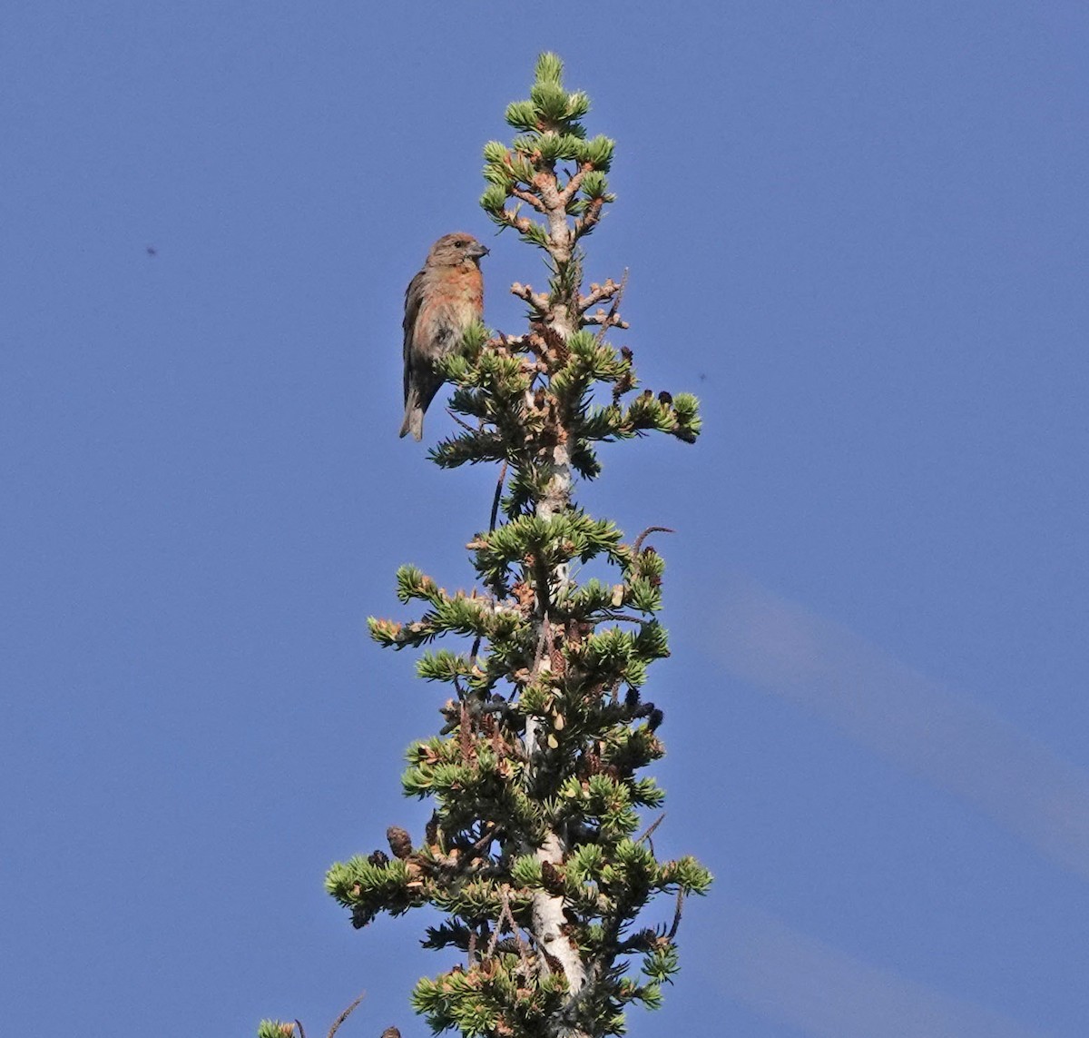 Cassia Crossbill - ML621993529