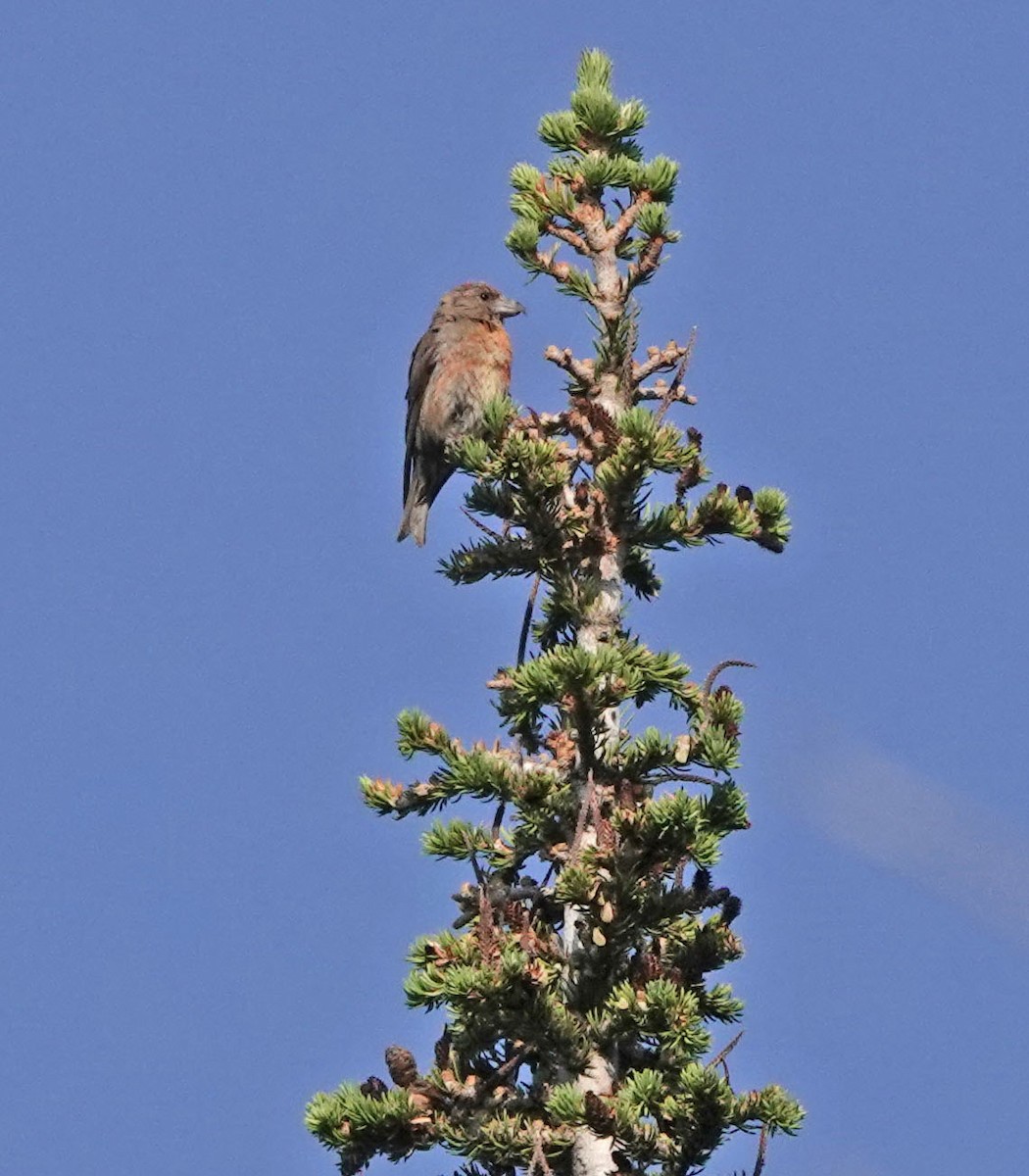 Cassia Crossbill - ML621993530