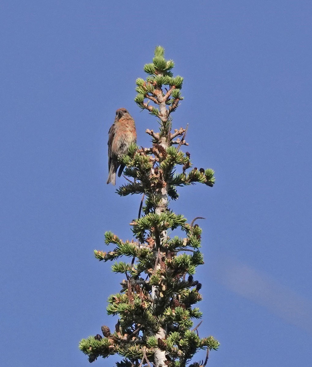 Cassia Crossbill - ML621993531