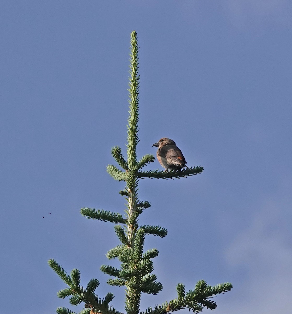 Cassia Crossbill - ML621993532