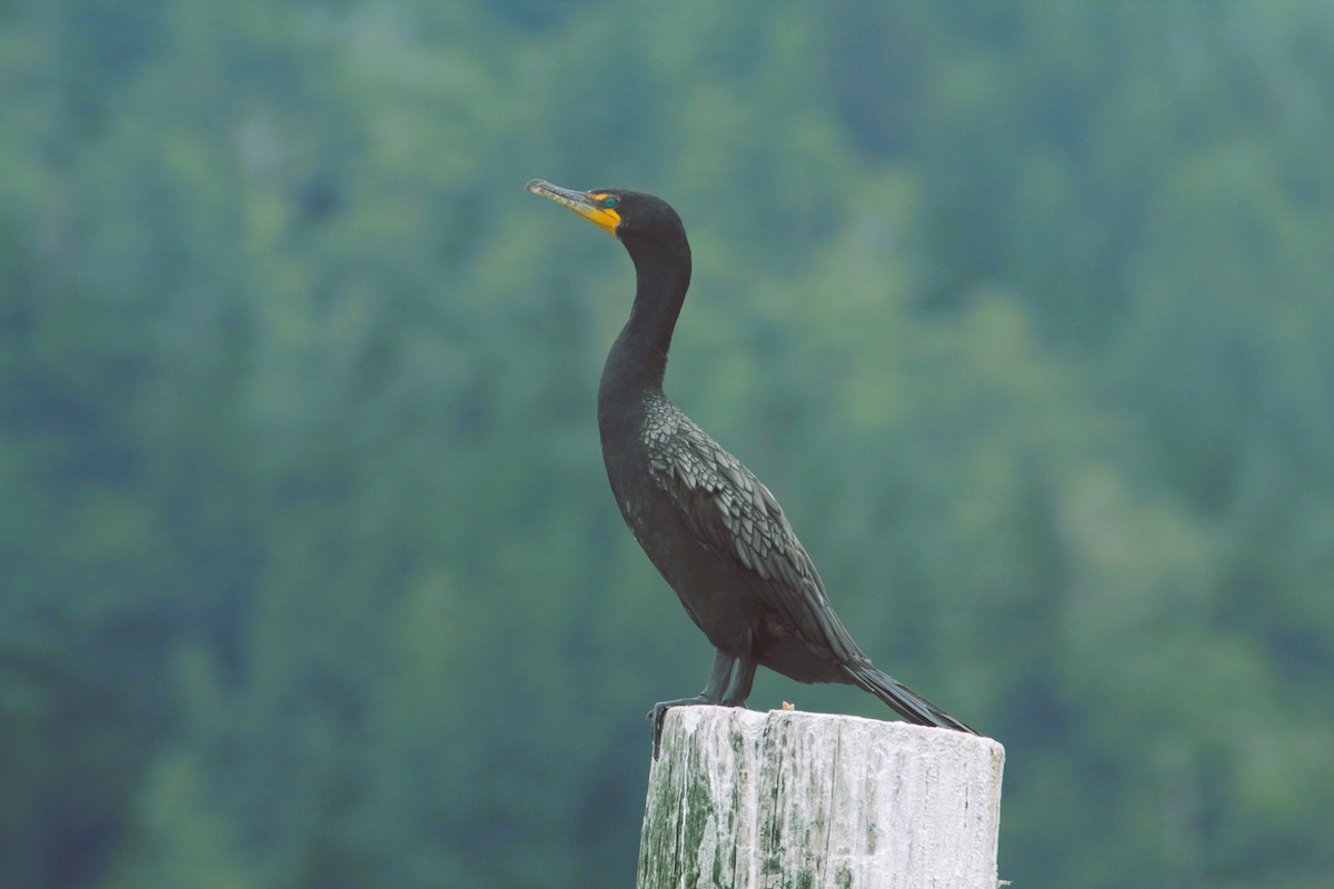 Cormorán Orejudo - ML621993534