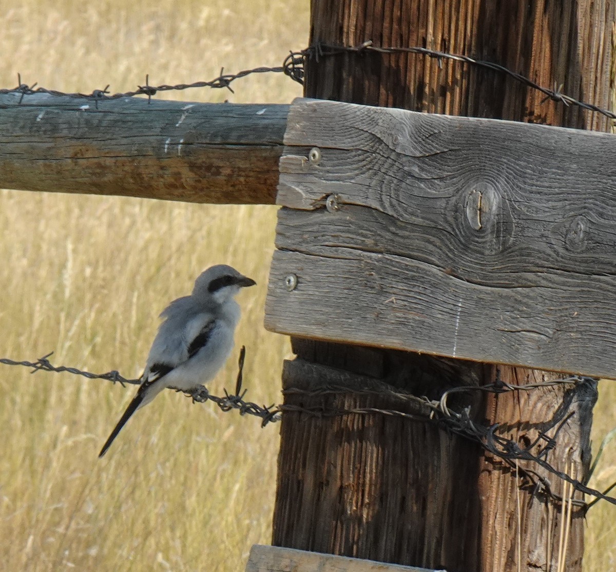 Loggerhead Shrike - ML621993558
