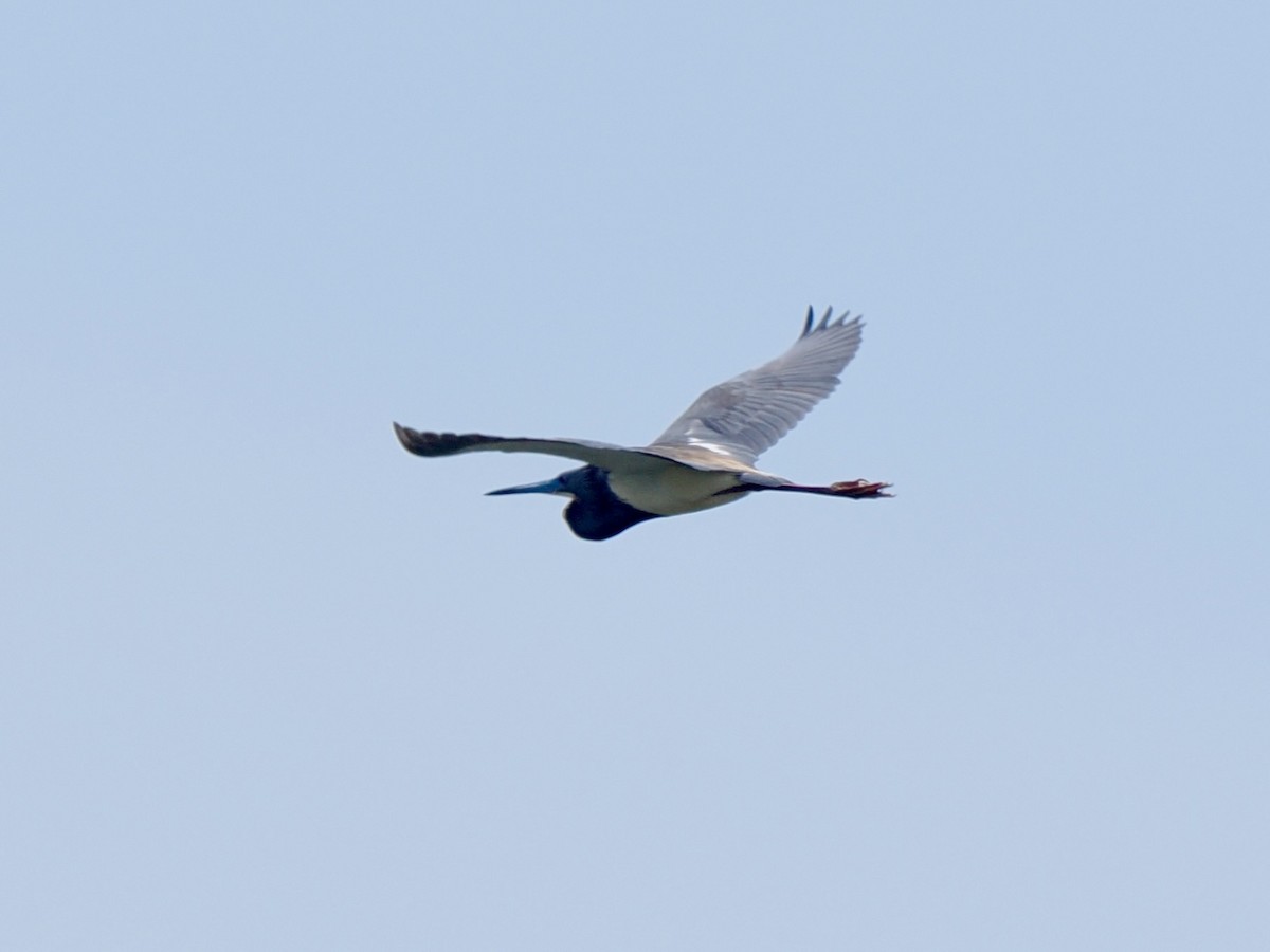 Tricolored Heron - Gabriel Willow