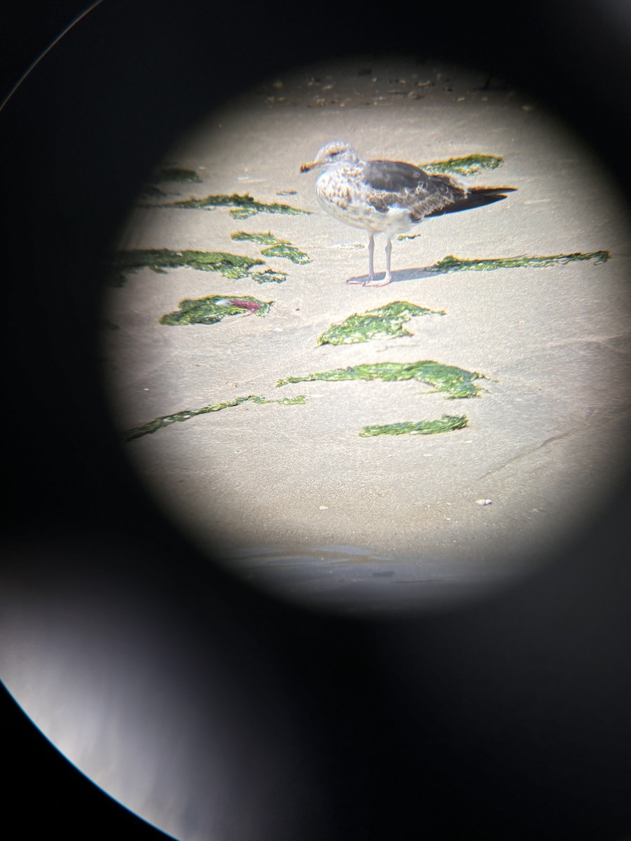 Lesser Black-backed Gull - ML621993664