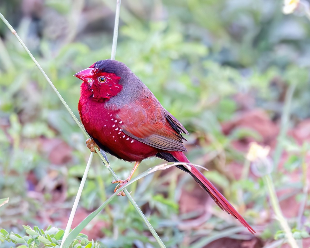 Crimson Finch - ML621993666