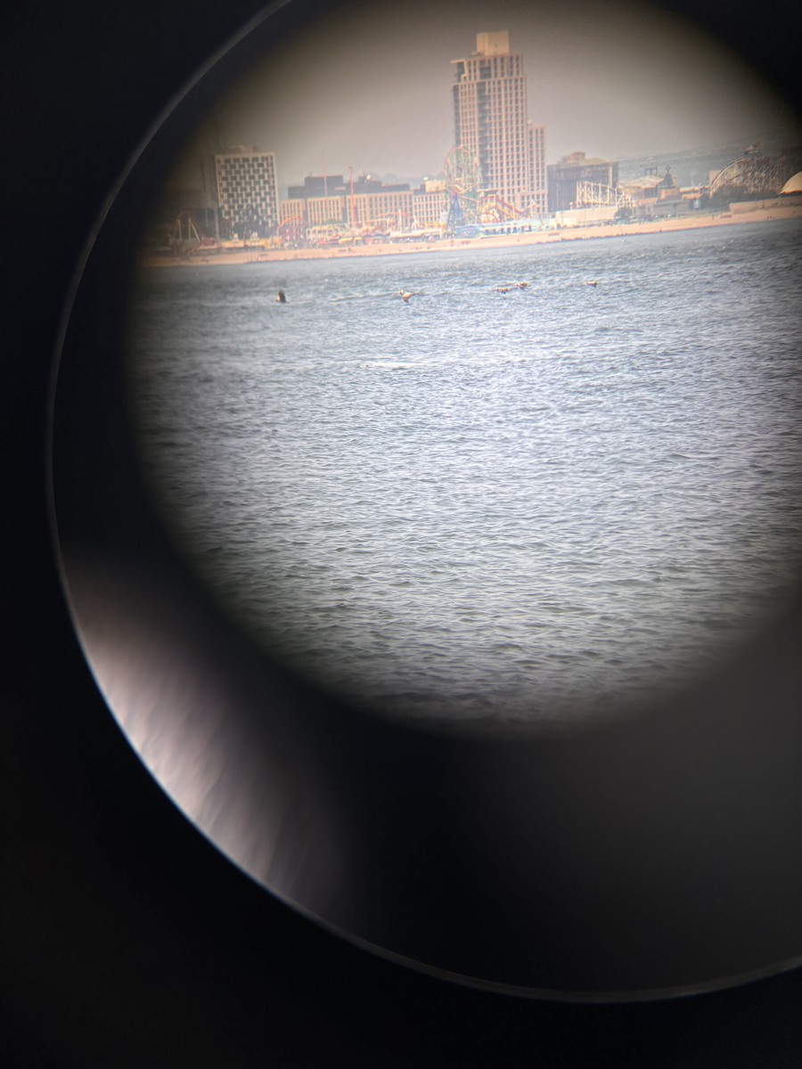 Brown Pelican - ML621993667