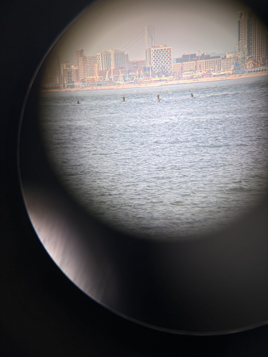 Brown Pelican - ML621993668