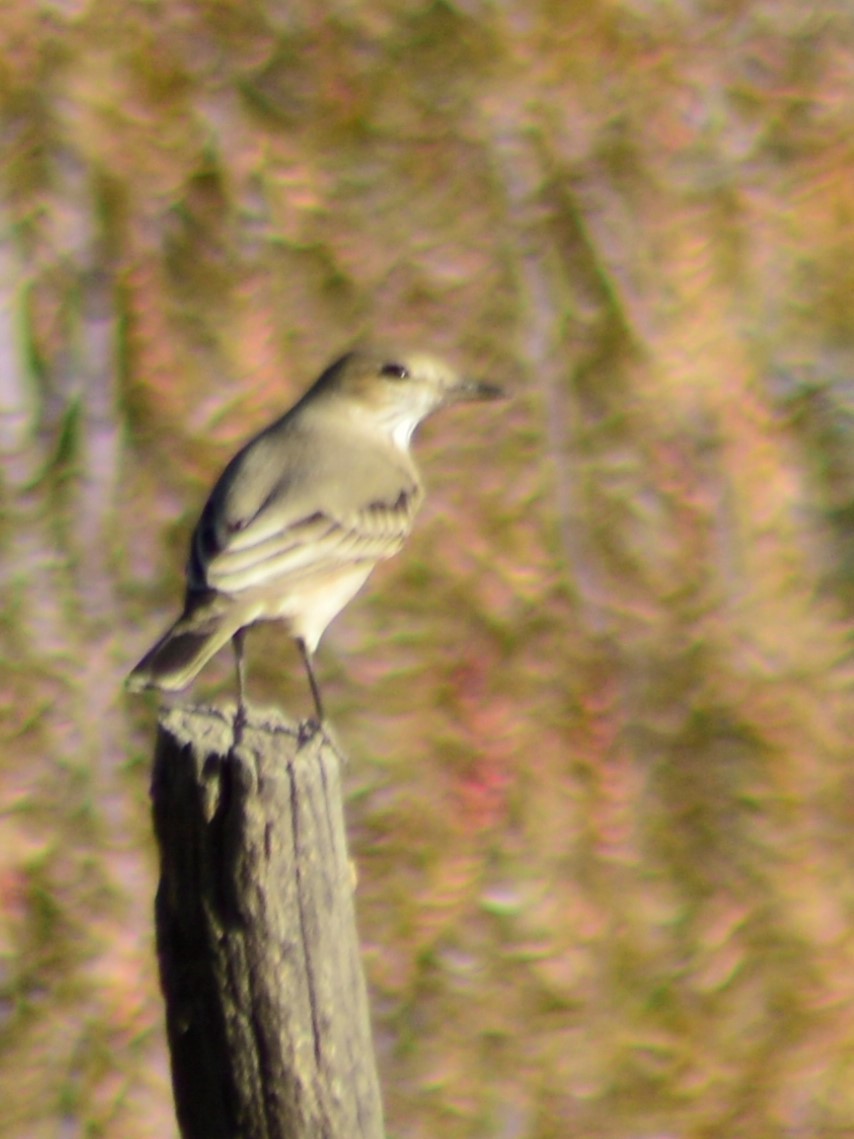 Tufted Tit-Tyrant - ML621993682