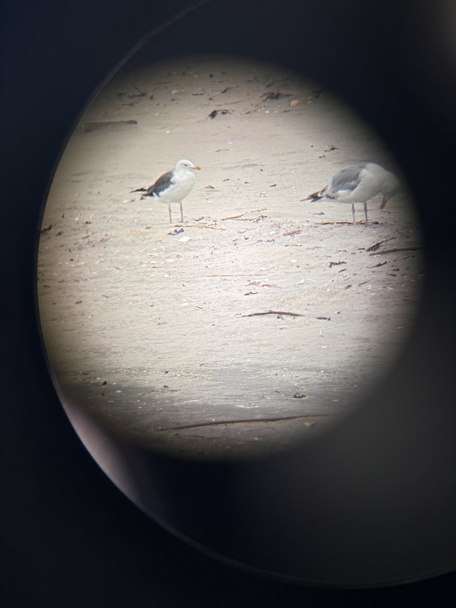 Lesser Black-backed Gull - ML621993688