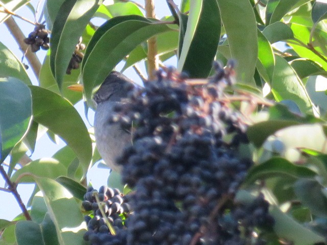 Andean Slaty Thrush - ML621993701