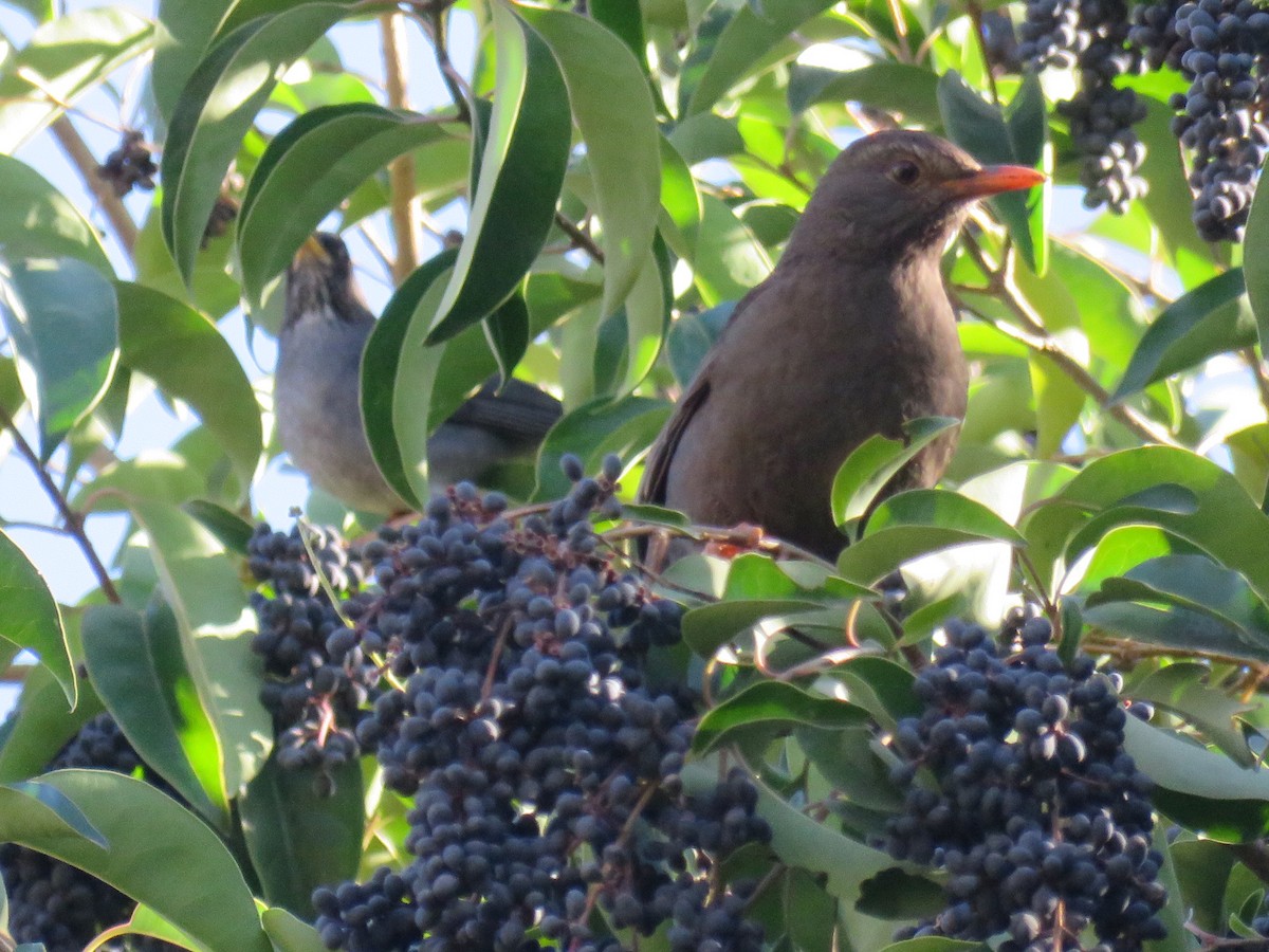 Andean Slaty Thrush - ML621993703