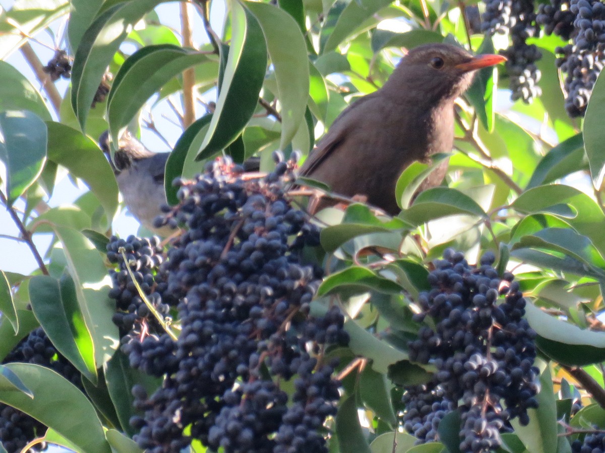 Andean Slaty Thrush - ML621993704