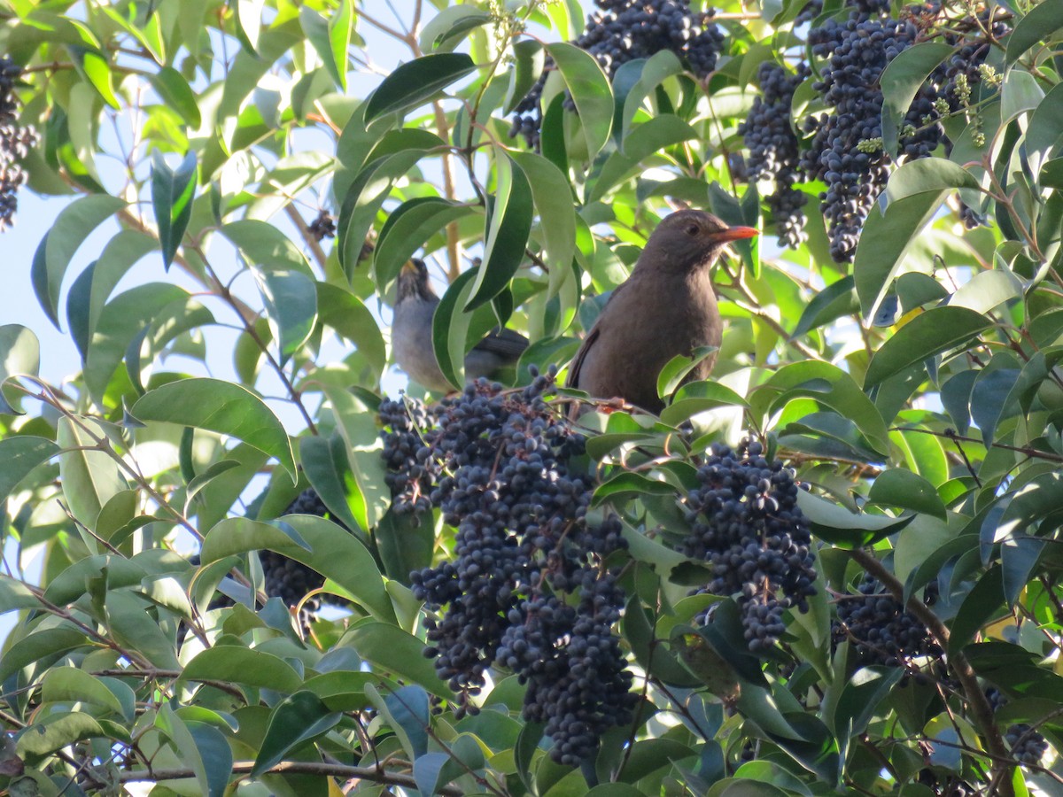 Andean Slaty Thrush - Miguel  C