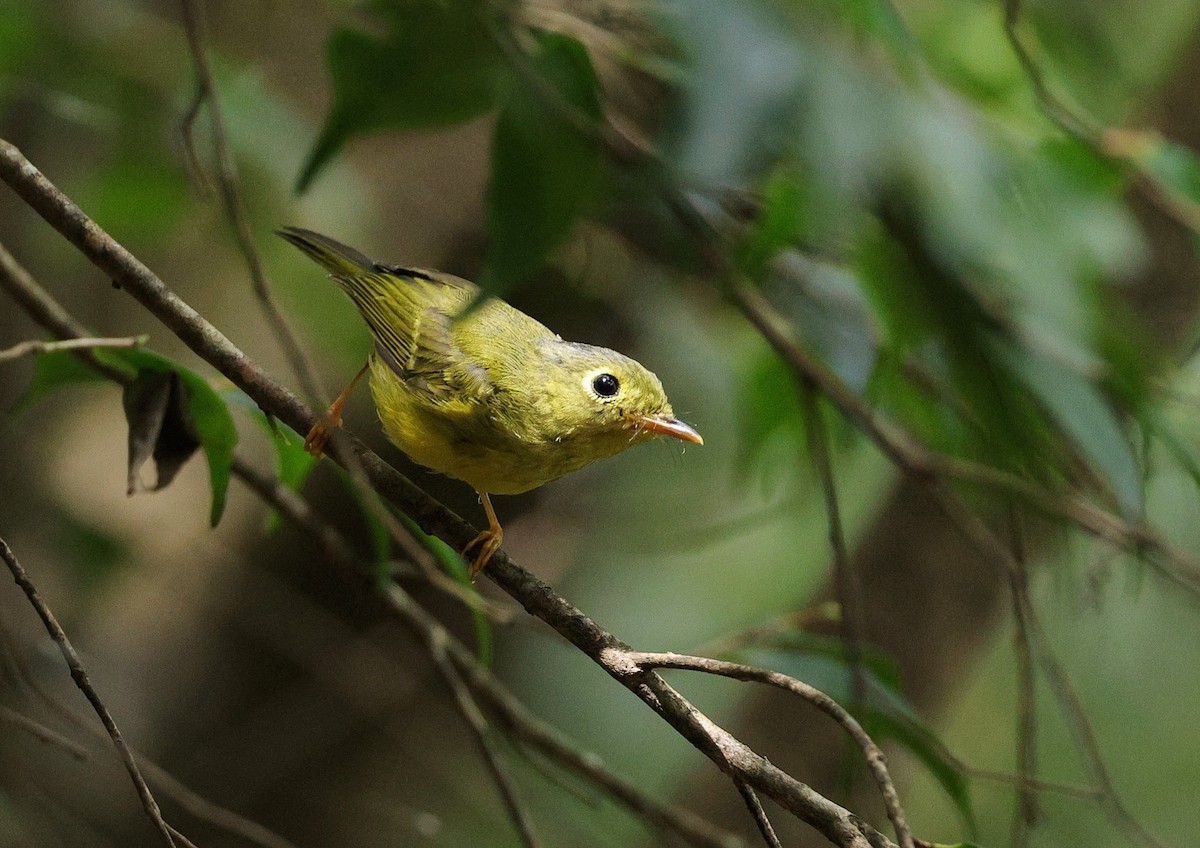 Bianchi's Warbler - ML621993775