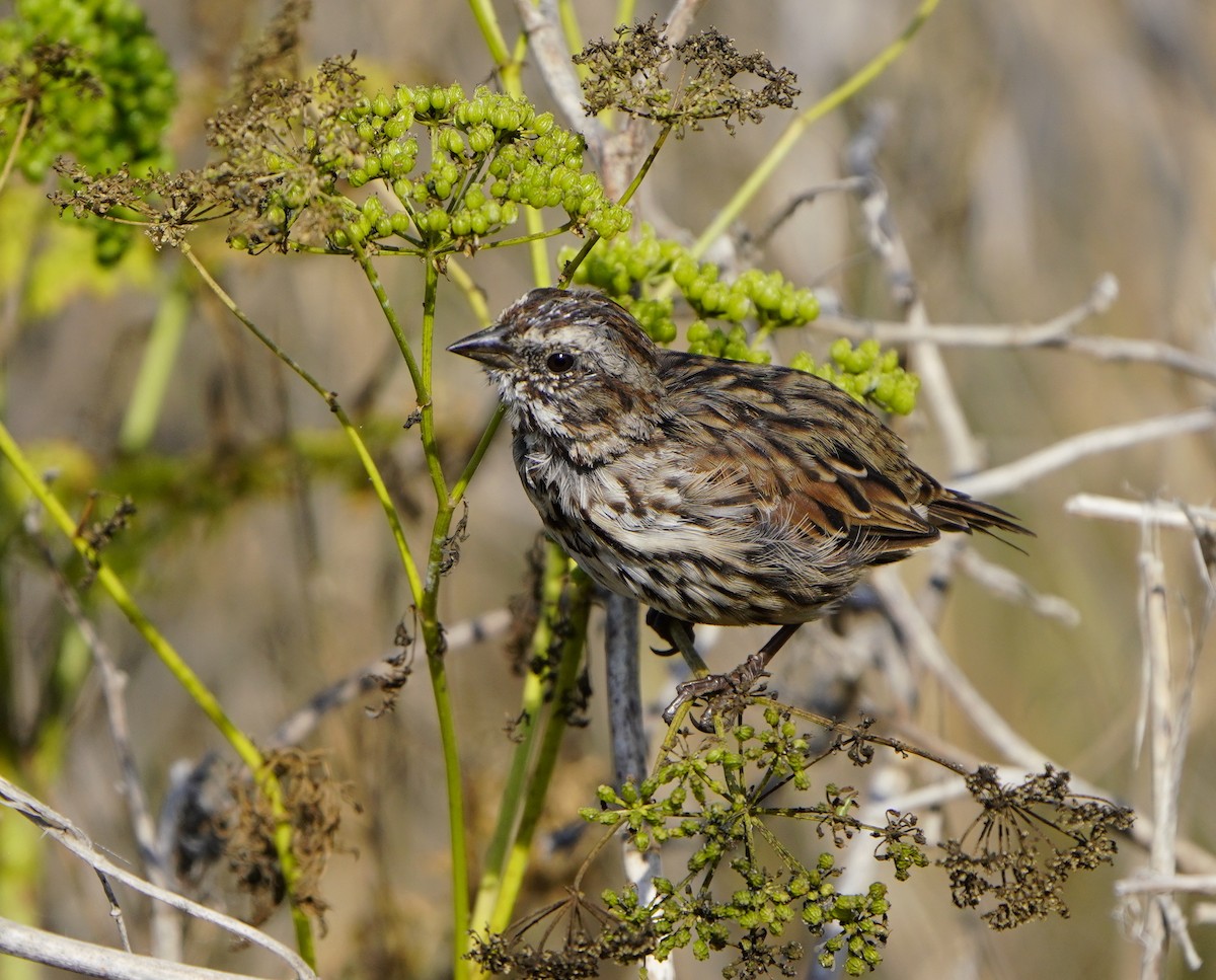 Song Sparrow - ML621993859