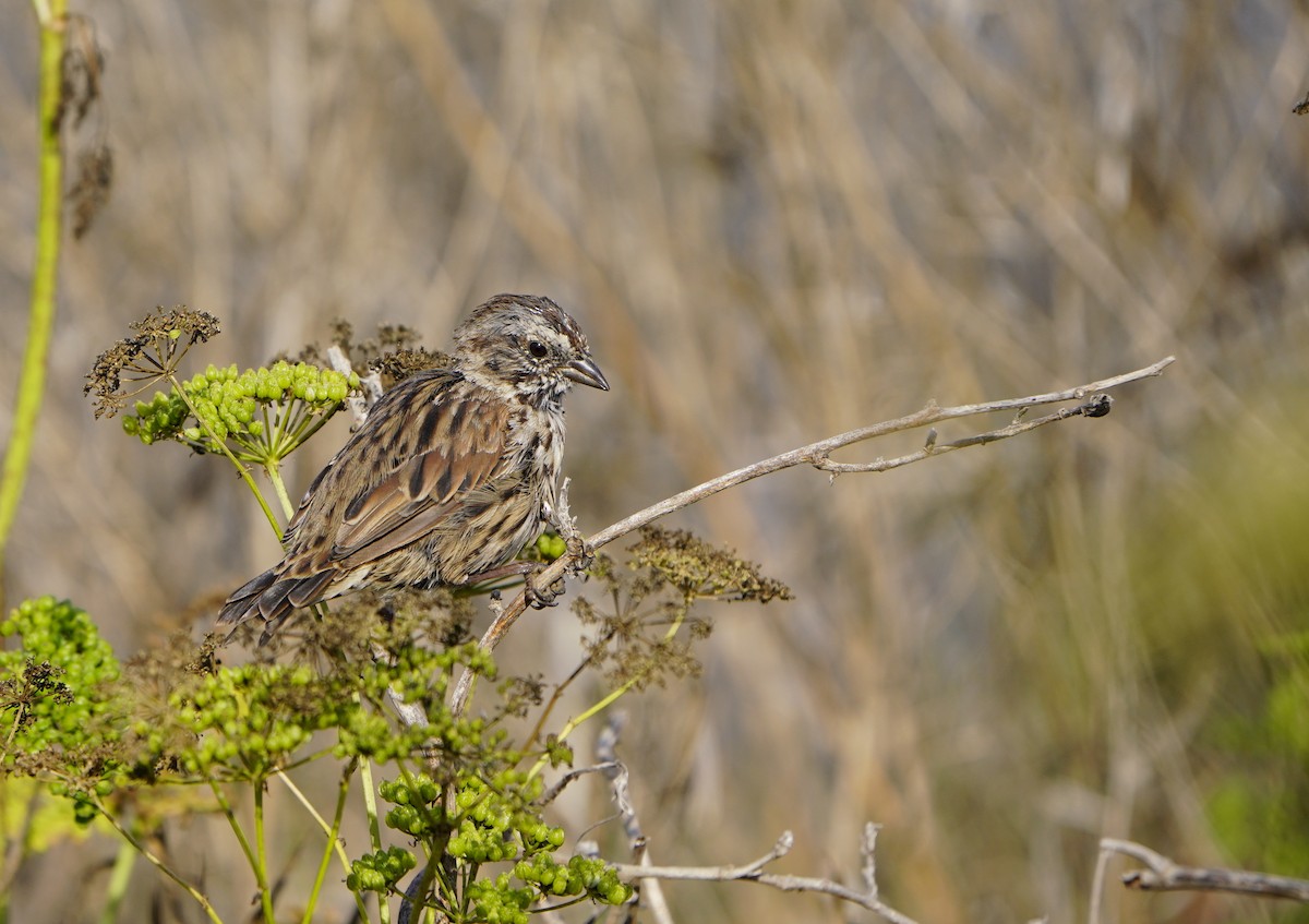 Song Sparrow - ML621993860