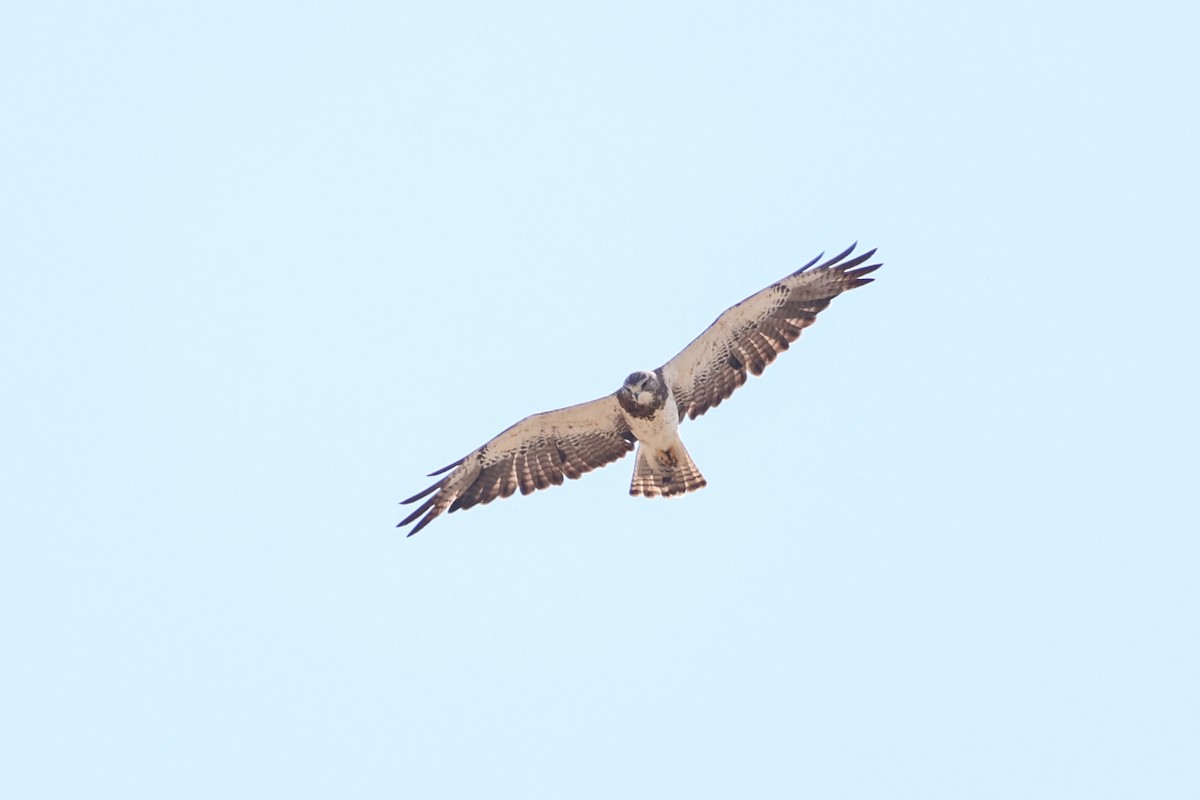 Swainson's Hawk - ML621993882